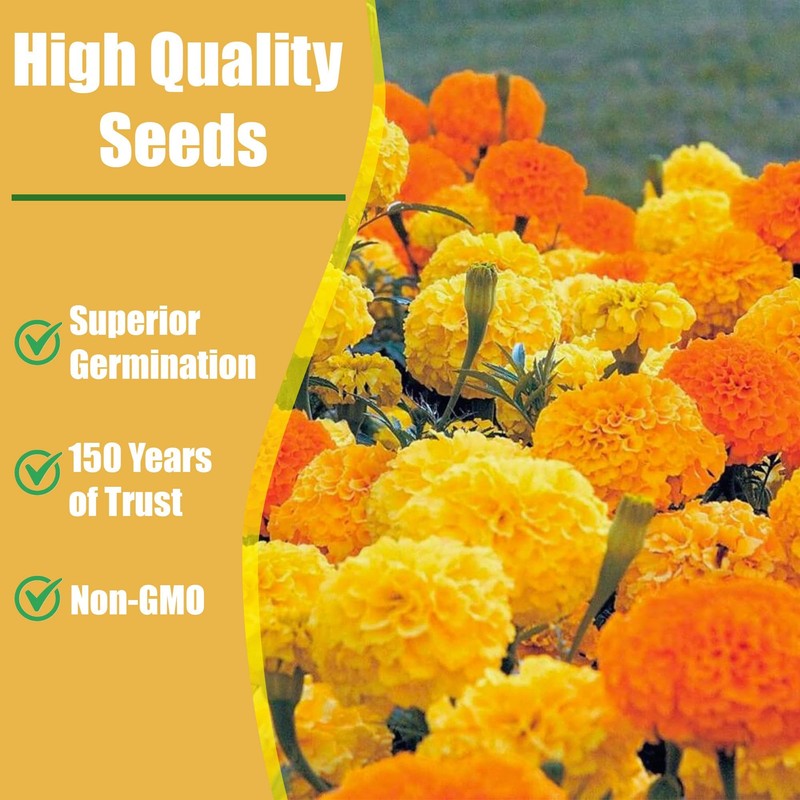 Park Seed Vibrant Inca II Yellow Hybrid Marigold Seeds –