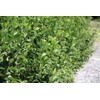 Sweet Viburnum Odoratissimum | 2 Live #1 Size Plants |