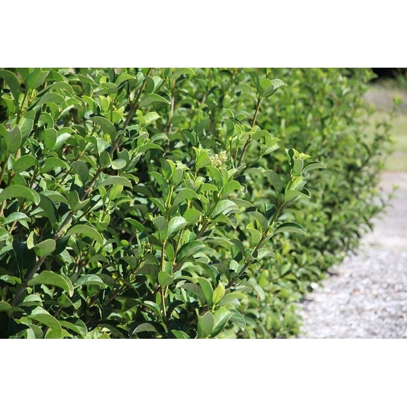 Sweet Viburnum Odoratissimum | 2 Live #1 Size Plants |