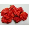 Skunk Red Hot Pepper 10+ Seeds