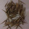 CZ GRAIN 150 Rare Black Bamboo Seeds to Grow Black