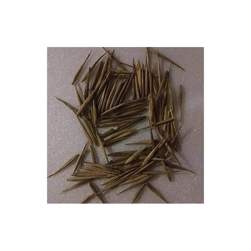 CZ GRAIN 150 Rare Black Bamboo Seeds to Grow Black