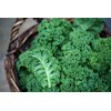SeedsUP - 300+ Seeds Kale Bush Dinosaur Giant Cabbage -