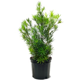 American Plant Exchange Podocarpus Bush, 7 Gallon Pot, 3-4ft Tall, Outdoor Landscape Garden Shrub, Live Plant, Fast Growing