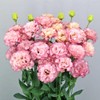 Eden Brothers Lisianthus Seeds - Celeb Madonna