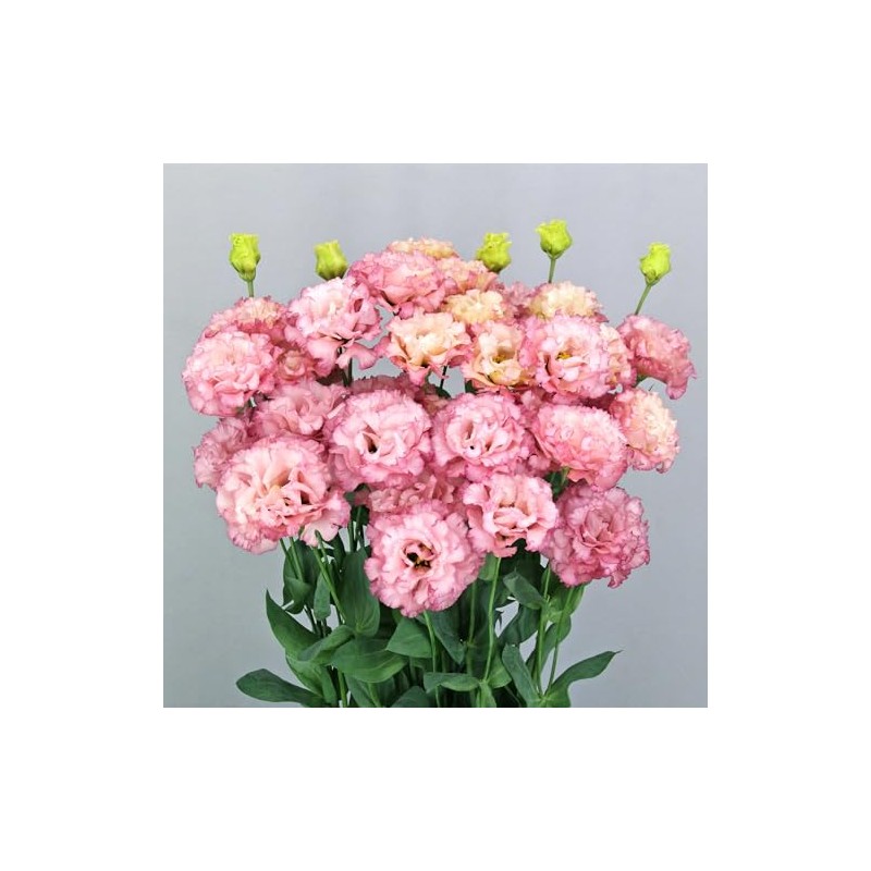 Eden Brothers Lisianthus Seeds - Celeb Madonna