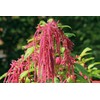 NIKA SEEDS - Flowers Red-Tailed Amaranth - 750 Seeds