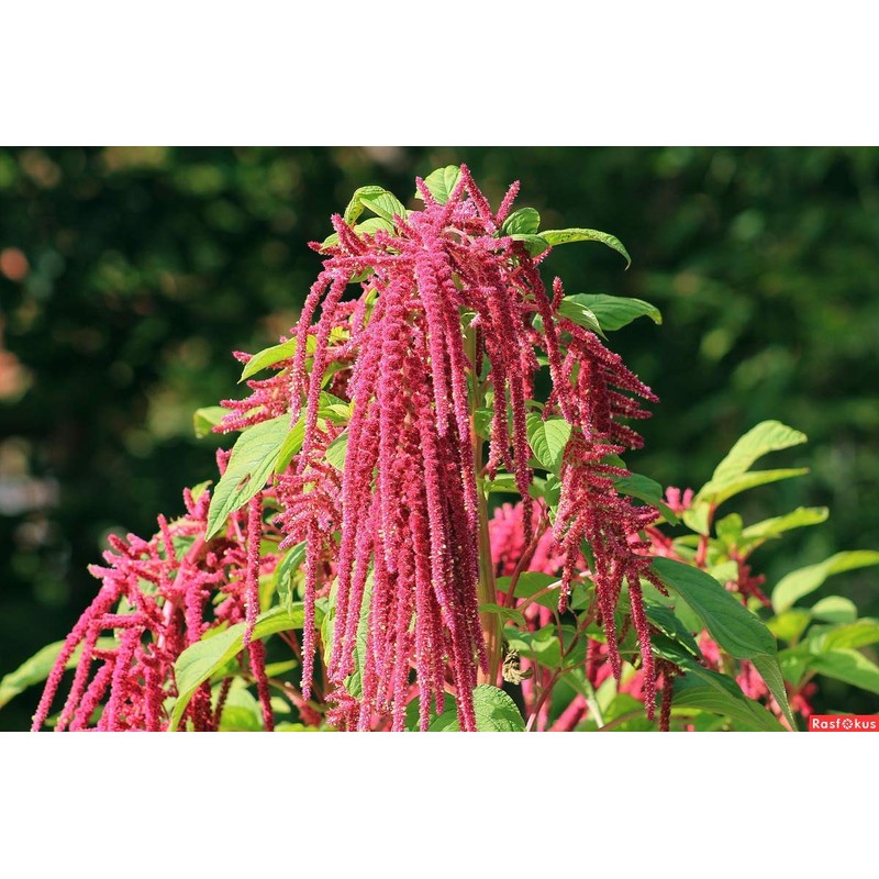 NIKA SEEDS - Flowers Red-Tailed Amaranth - 750 Seeds