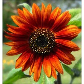 Sunflower 20 Hybrid Orange Sunflower Seeds. Colorful. Beautiful Vibrant Color .