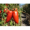 D.O.P. San Marzano Tomatoes Gustarosso DaniCoop – Campania, Italy -