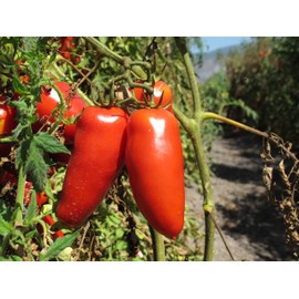 D.O.P. San Marzano Tomatoes Gustarosso DaniCoop – Campania, Italy - 400 gr (14.1 oz)