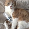Anicura Cat Skin Ointment – soothes dry, itchy skin, hot