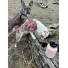 32oz Portable 3 in 1 Insulated Dog Water Bottle with