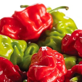 Pepper Joe's Dragon's Toe Pepper Seeds – Pack of 10+ Hot Chili Seeds – USA Grown – Rare Pepper Seeds for Planting