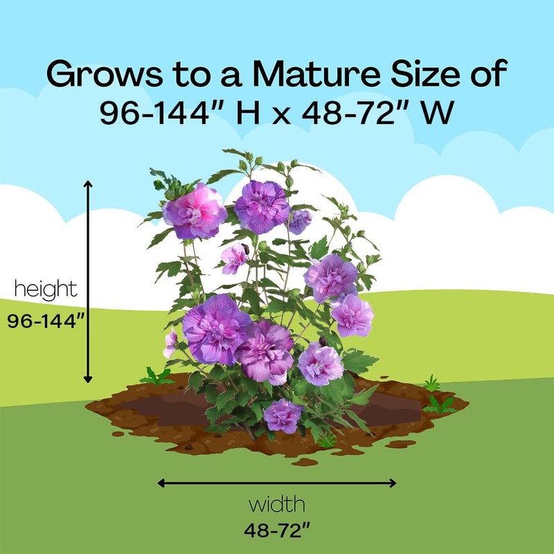 2 Gallon Proven Winners Hibiscus Dark Lavender Chiffon Shrub