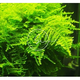 Swimming Creatures Live Aquarium Plants (Christmas Moss (25sq inch Portion))