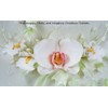Moth Orchid (Phalaenopsis) Cutter Set by WSA