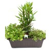 Herb Box Mediterranean (40 cm in Grey) Including 1 Herb