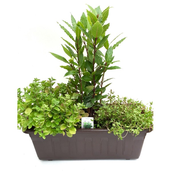 Herb Box Mediterranean (40 cm in Grey) Including 1 Herb
