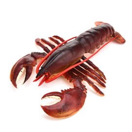 Simulation Soft Plastic Lobster Model Fake Large Sea Life Creatures Non-Toxic and Odorless for Seafood Restaurant, Stage Performance Prop(Dark-Australian Lobster, 23cm)