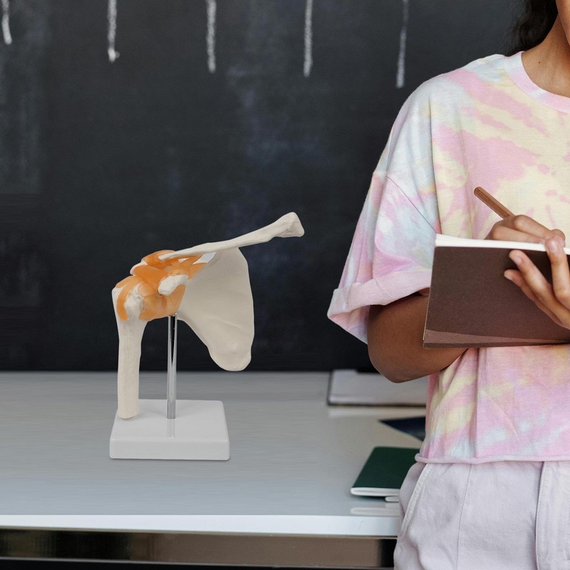 Perfeclan Human Shoulder Joint Model with Base, Teaching Tool, Shoulder