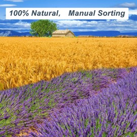 Dried Lavender & Wheat Flowers Bundle - 17'' Real Fresh Preserved Lavender Flowers and White Wheat Plants Bouquet Hand Tied Fall Wedding, Fragrance Home Vase Decor, Bohemian Arrangements, 2 Bundles