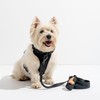 Wild One Leash - Standard - Black