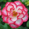 Heirloom Roses Rose Plant - Nicole® Multi Rose Bush, Floribunda