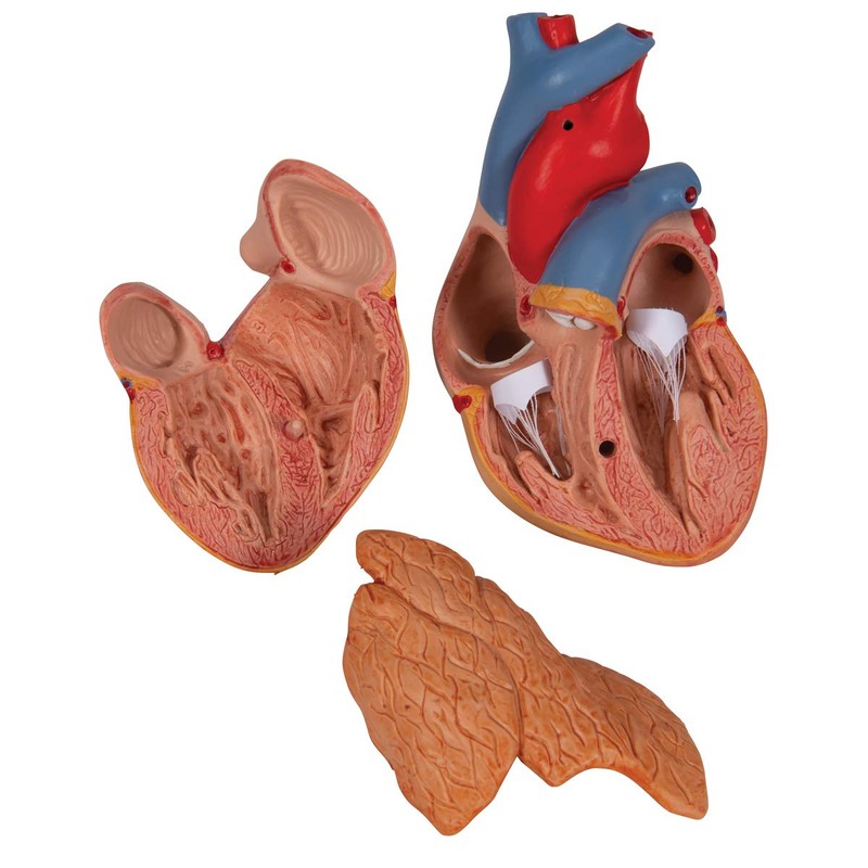 3B Scientific G08/1 Classic Heart w/ Thymus 3-part - 3B