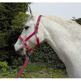 Rhinegold Unisex's Carnival Headcollar & Rope, Raspberry, Cob