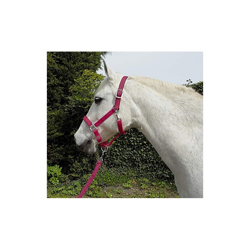 Rhinegold Unisex's Carnival Headcollar & Rope, Raspberry, Cob
