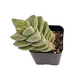 Sprout N Green Crassula 'Moonglow', Live Succulent Plant Fully Rooted in 2" Pots with Soil Mix, Real Houseplant for Indoor Outdoor Home Office Wedding Decoration Party Favor