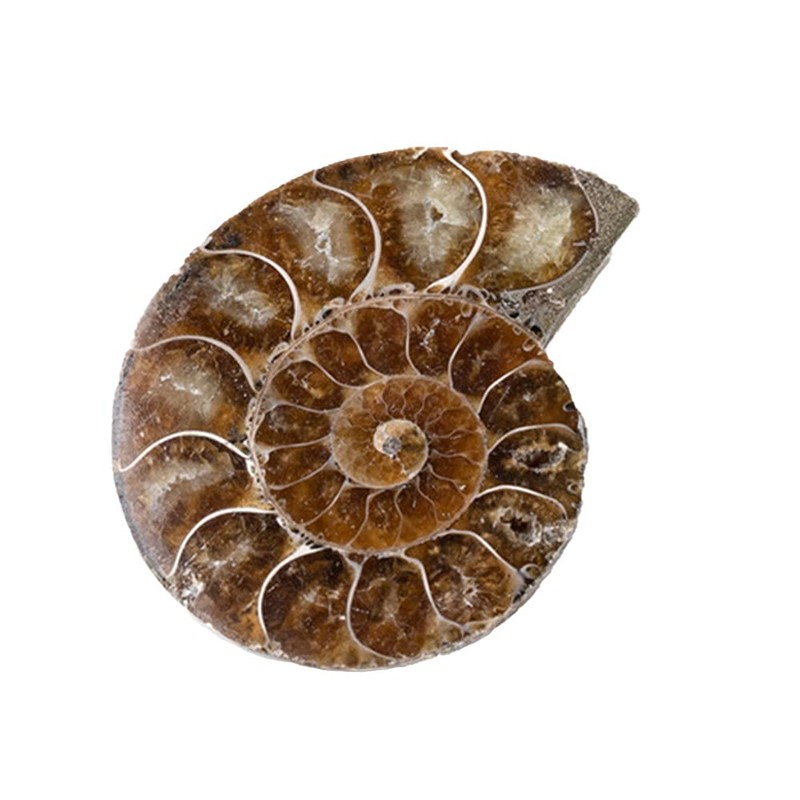 ANCLLO Ammonite Fossil Snail Specimen, Ammonite Fossil Specimen Shell Natural