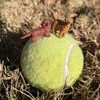 Safari - Animal Pets, Multicoloured (S100257)