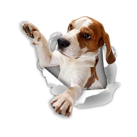 Car Sticker Beagle Sticker 18 cm (7.1 Inch) Beagle Car Sticker 3D Ripped Car Sticker Funny Beagle Reflective Sticker Bumper Waterproof Funny Decor