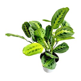Live Plant, Lemon Lime Maranta Prayer Plant, Pet Friendly, Air Purifying, Easy Care, 12-16 inch Tall, Easy to Grow Rare Indoor Plant, Houseplant, 4 inch Pot by Hopewind Plants Shop