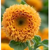 Helianthus Annuus 'Dwarf Sungold' Sunflower, Dwarf Double - Dwarf Sungold