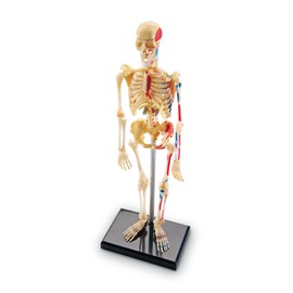 Learning Resources Skeleton Model, Science Classroom Must Haves, STEM Student Essentials, Practice Anatomy, Back to School Supplies for Teachers