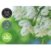 Tea Tree (Australia) Essential Oil - 16 fl oz (473