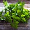 Seeds Flat-Leaf Parsley Italian Indoor Heirloom Vegetable for Planting Non