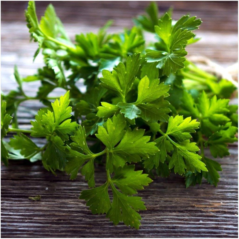 Seeds Flat-Leaf Parsley Italian Indoor Heirloom Vegetable for Planting Non
