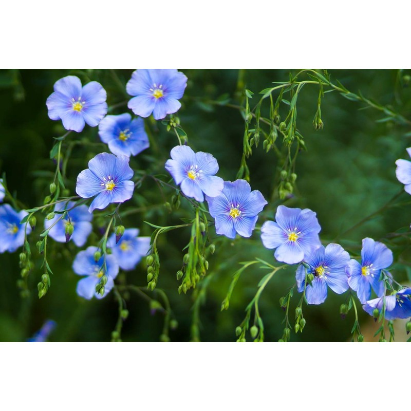 Flaxseeds Brown (Linum usitatissimum) - Health Embassy 100% - Natural