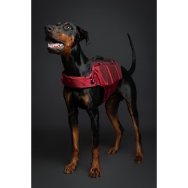 Noah & Paw Dog Life Jacket, Human Standards Lifejacket Design, Dog Life Vest for Swimming and Boating, 3X Foam Support for Max Floating, Breathable Mesh, Salvavidas para Perros, Sizes XS, S, M, L, XL