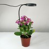 Ground-plugged Plant Light Timable Dimmable Angel Ring Full Spectrum Imitation