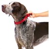 PetSafe Martingale Dog Collar, Alternative to Choke Collar