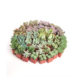 Shop Succulents Assorted Succulent Plant Pack Collection - Live Mini Succulent Plants, Low Maintenance, Mixture of Colors & Textures - Wedding and Party Favors, Gift & Garden, Pack of 64