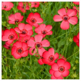 Everwilde Farms - 1 Lb Scarlet Flax Wildflower Seeds - Gold Vault