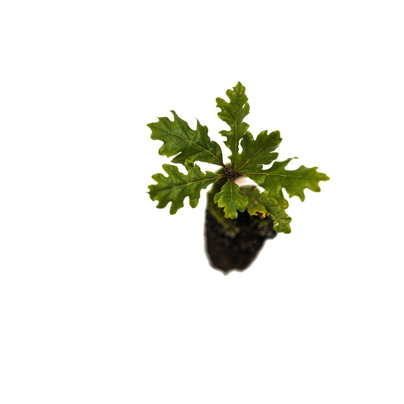 Oregon White Oak | Medium Tree Seedling | The Jonsteen