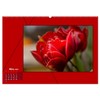 Power Colour Red (Wall Calendar 2025 DIN A2 Landscape), CALVENDO
