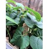 Backyard Safari Company Sunny-Side Up Gardens, Little Fresh Veggie Garden